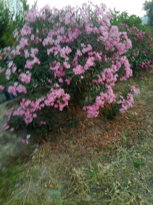 Name:  Fotoraf1307.jpg
Views: 471
Size:  74.7 KB