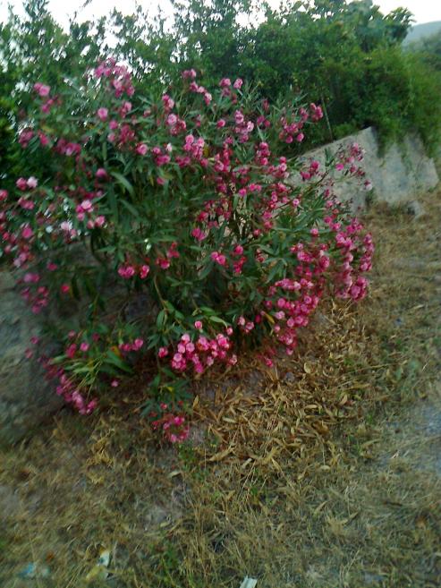 Name:  Fotoraf1308.jpg
Views: 475
Size:  76.3 KB
