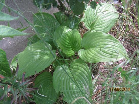 Name:  hosta.jpg
Views: 724
Size:  48.1 KB