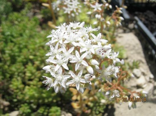 Name:  sedum album.jpg
Views: 703
Size:  37.8 KB