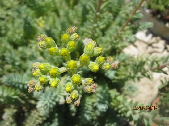 Name:  sedum reflexum.jpg
Views: 726
Size:  35.2 KB