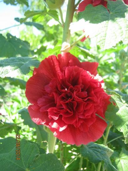 Name:  katl gl hatmi1.jpg
Views: 962
Size:  39.5 KB