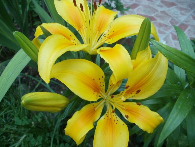 Name:  P1011009a.jpg
Views: 383
Size:  44.7 KB