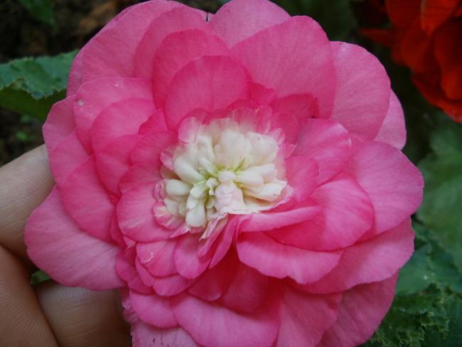 Name:  P1011020a.jpg
Views: 386
Size:  31.9 KB