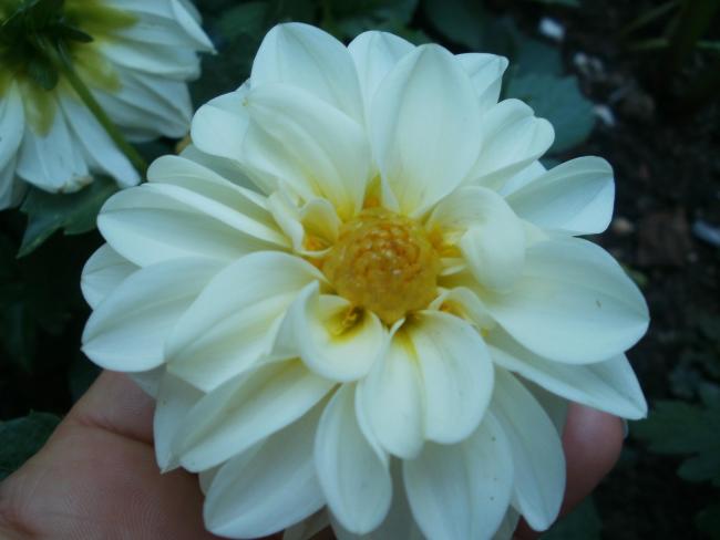 Name:  P1011012a.jpg
Views: 369
Size:  28.6 KB