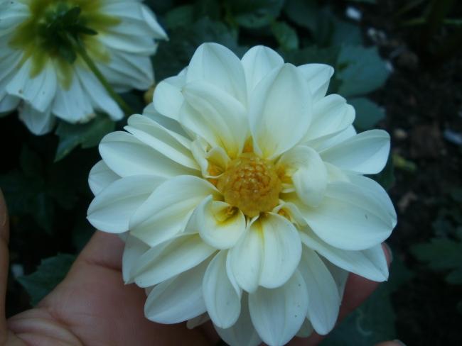 Name:  P1011013a.jpg
Views: 346
Size:  29.0 KB