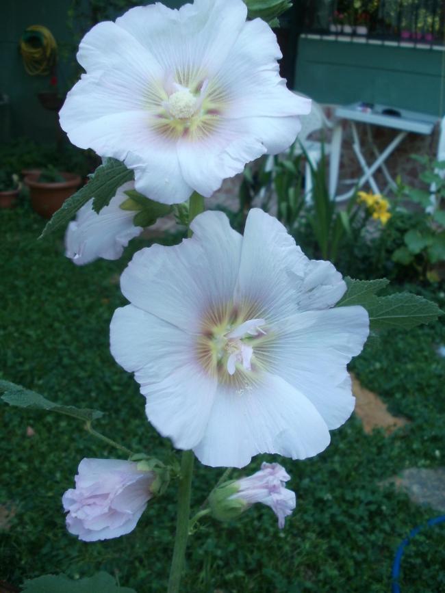 Name:  P1011025a.jpg
Views: 364
Size:  61.9 KB