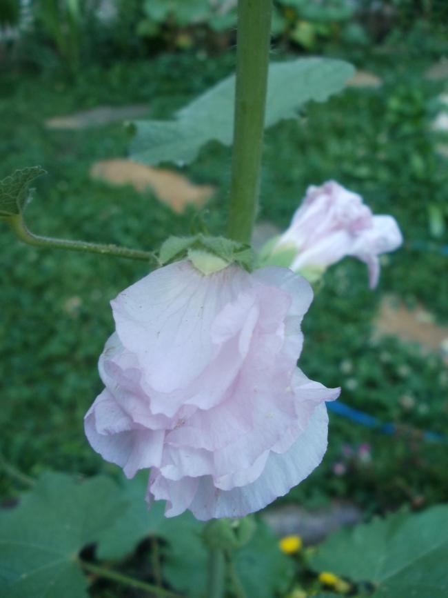 Name:  P1011027a.jpg
Views: 381
Size:  43.2 KB