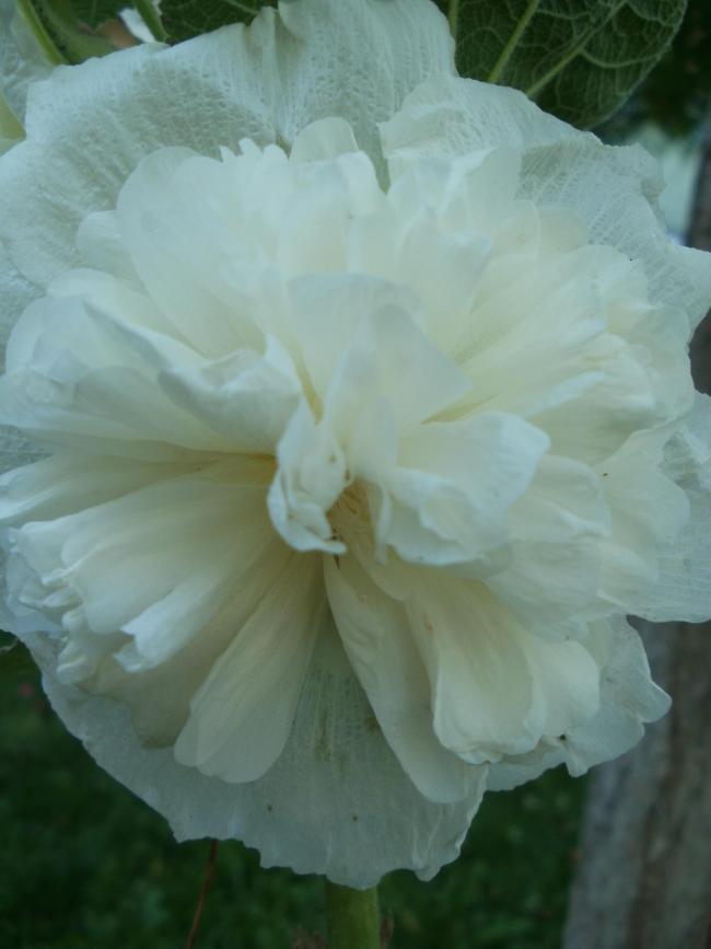 Name:  P1011033a.jpg
Views: 450
Size:  40.8 KB