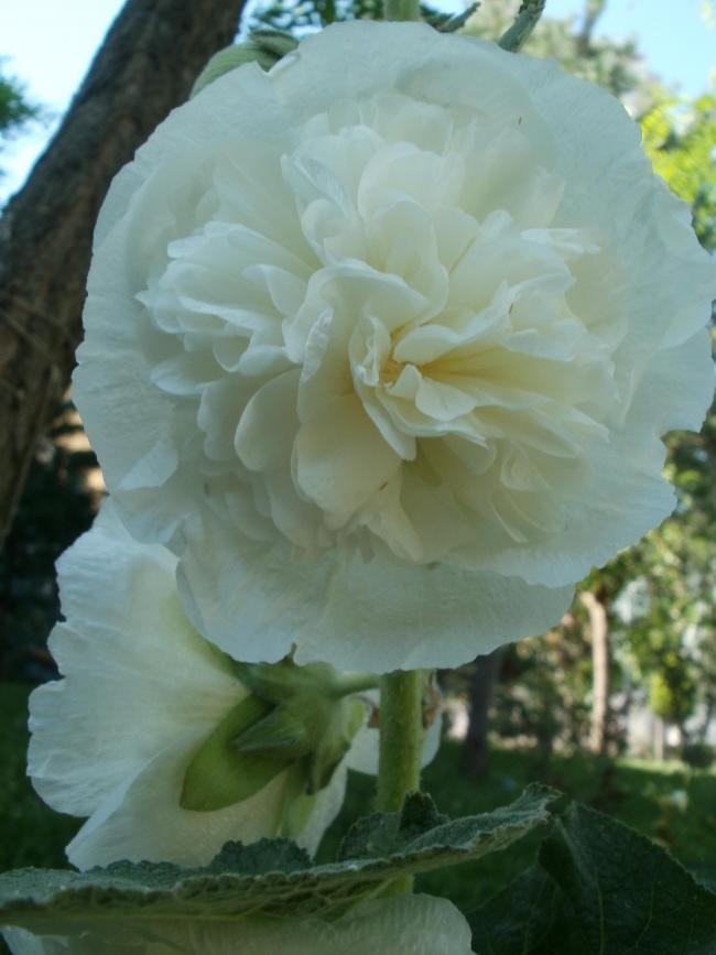 Name:  P1011030a.jpg
Views: 420
Size:  50.4 KB