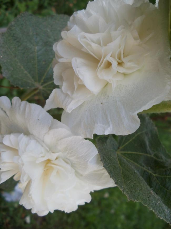 Name:  P1011038a.jpg
Views: 438
Size:  46.4 KB