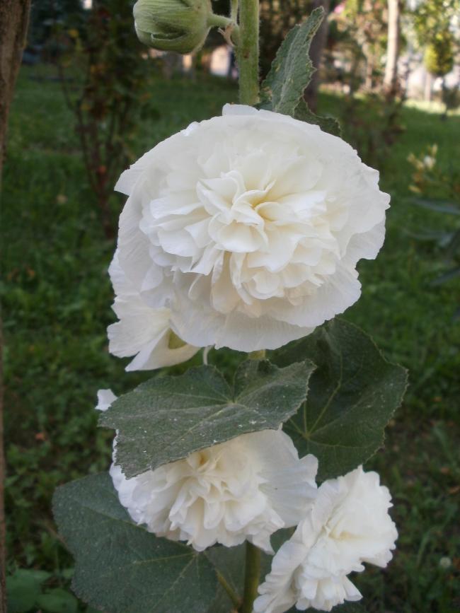 Name:  P1011035a.jpg
Views: 436
Size:  58.3 KB