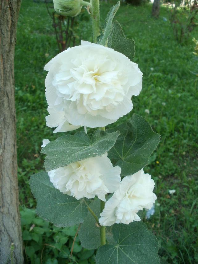 Name:  P1011036a.jpg
Views: 427
Size:  70.4 KB