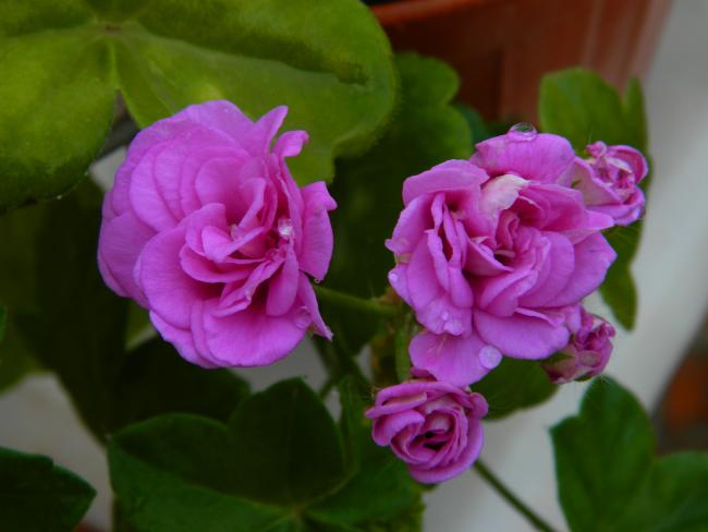 Name:  DSCN1747.jpg
Views: 433
Size:  31.2 KB