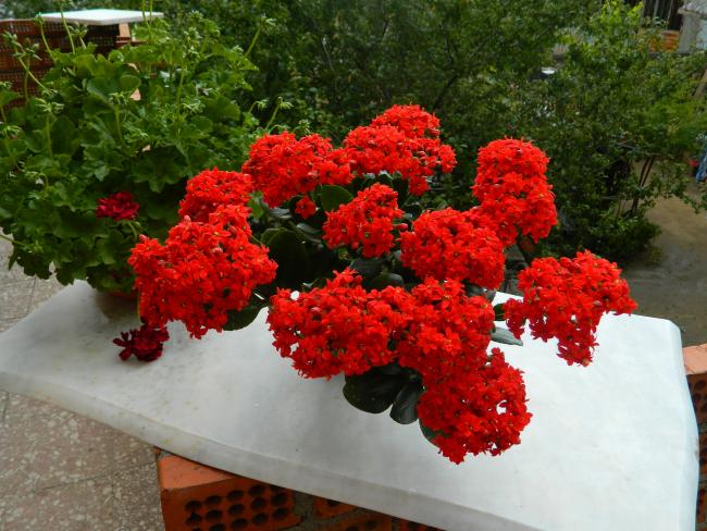 Name:  DSCN1742.jpg
Views: 437
Size:  61.1 KB