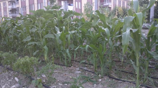 Name:  26,06 176.jpg
Views: 438
Size:  46.6 KB