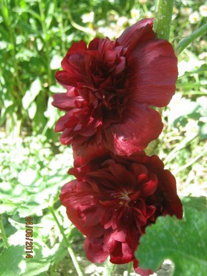 Name:  bordo katl h..jpg
Views: 718
Size:  40.8 KB
