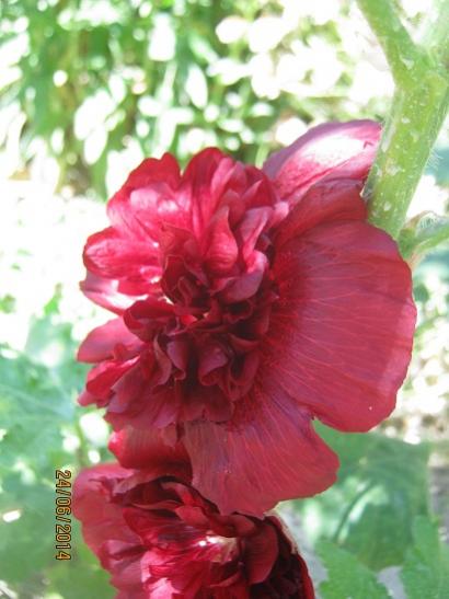 Name:  bordo katl h1.jpg
Views: 722
Size:  34.4 KB