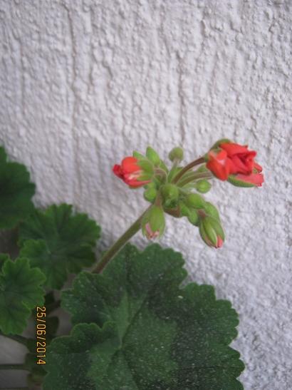 Name:  sardunya.jpg
Views: 863
Size:  32.6 KB