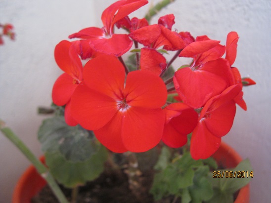 Name:  sard3.jpg
Views: 615
Size:  62.2 KB