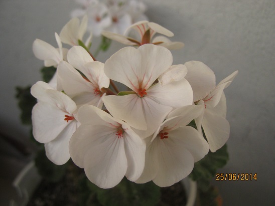 Name:  sard2.jpg
Views: 877
Size:  54.4 KB