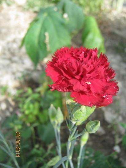 Name:  k karanfil.jpg
Views: 1426
Size:  29.0 KB