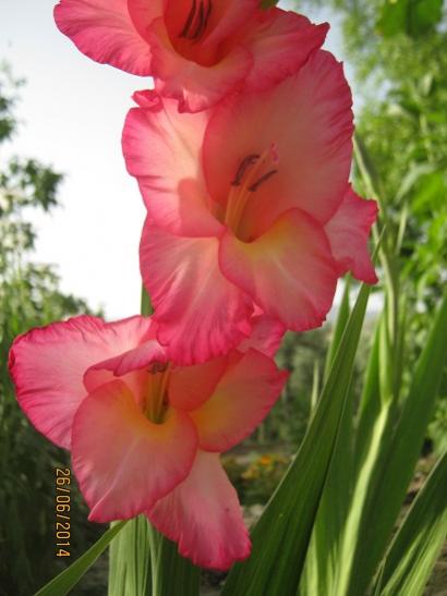 Name:  glayr1.jpg
Views: 1013
Size:  29.3 KB