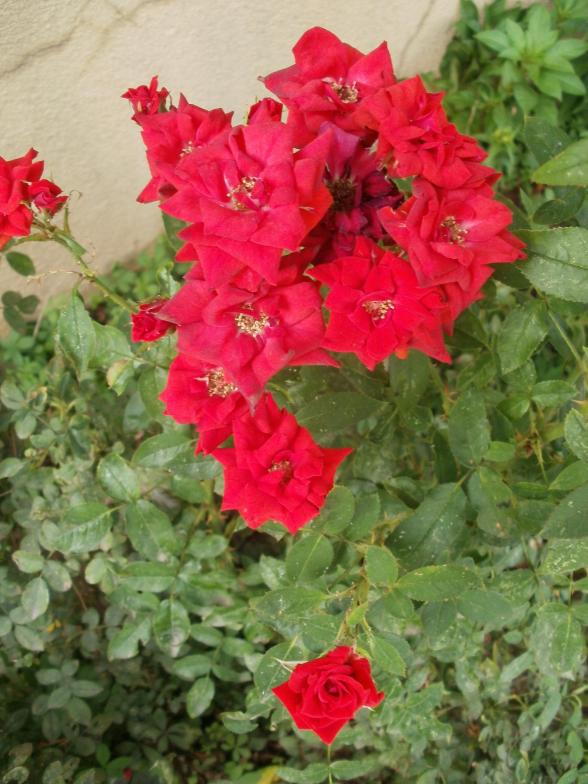 Name:  P1011065a.jpg
Views: 295
Size:  73.0 KB