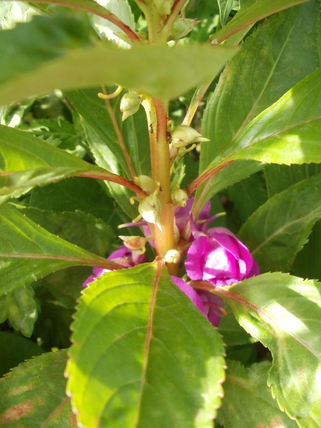 Name:  P1011081a.jpg
Views: 409
Size:  69.6 KB