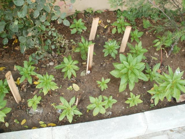 Name:  P1011088a.jpg
Views: 404
Size:  70.6 KB