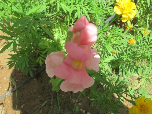 Name:  IMG_4590.jpg
Views: 456
Size:  59.7 KB