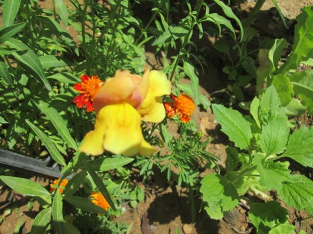 Name:  IMG_4591.jpg
Views: 461
Size:  61.0 KB