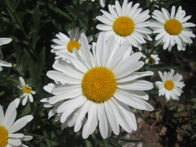 Name:  IMG_4610.jpg
Views: 441
Size:  42.6 KB