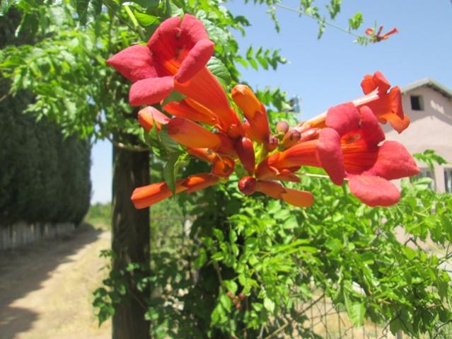 Name:  IMG_4611.jpg
Views: 429
Size:  54.0 KB