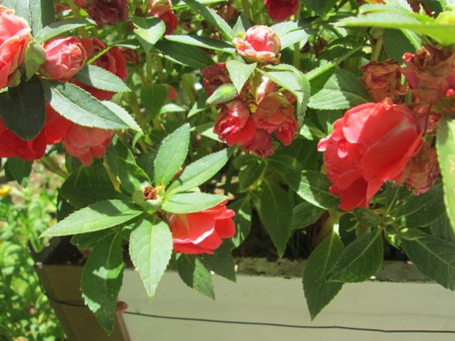 Name:  IMG_4615.jpg
Views: 397
Size:  52.5 KB