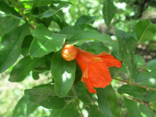 Name:  IMG_4603.jpg
Views: 404
Size:  37.5 KB