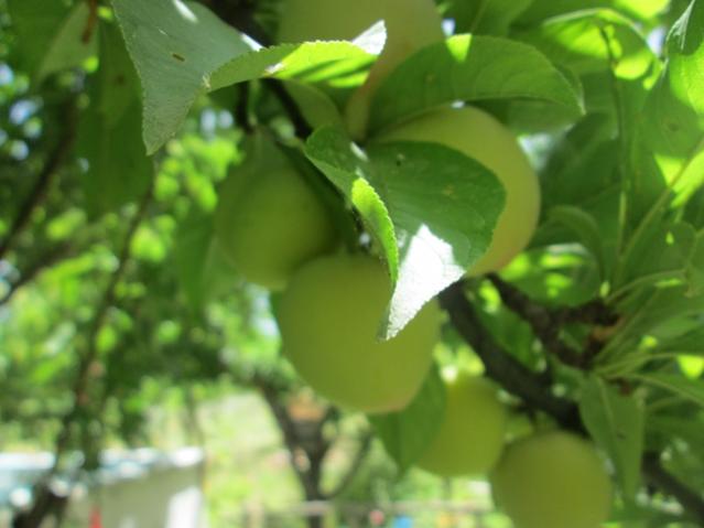 Name:  IMG_4604.jpg
Views: 411
Size:  31.8 KB