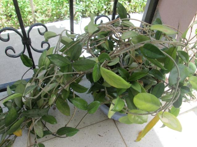 Name:  IMG_4618.jpg
Views: 438
Size:  55.5 KB