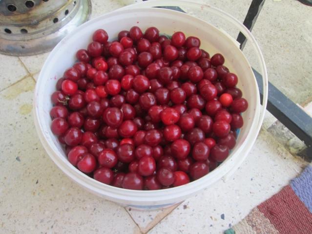 Name:  IMG_4621.jpg
Views: 421
Size:  45.2 KB