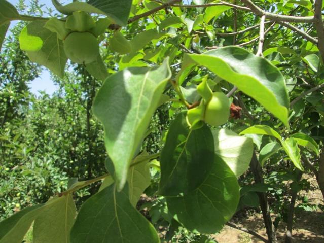 Name:  IMG_4625.jpg
Views: 396
Size:  63.2 KB