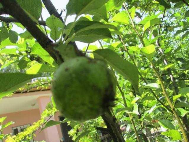 Name:  IMG_4653.jpg
Views: 659
Size:  60.9 KB