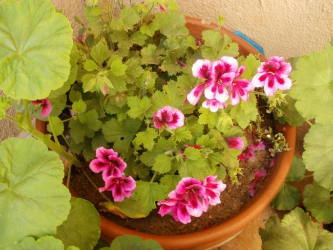 Name:  P1011062a.jpg
Views: 382
Size:  54.3 KB