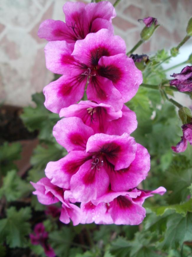 Name:  P1010022a.jpg
Views: 387
Size:  63.5 KB