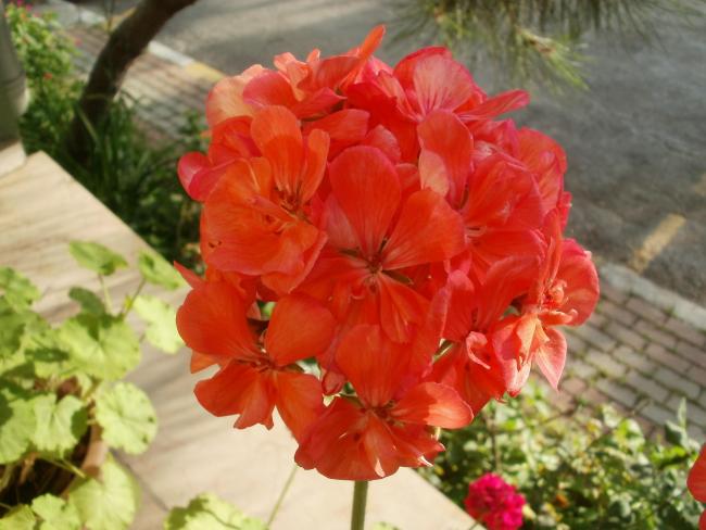 Name:  P1010002a.jpg
Views: 368
Size:  44.3 KB