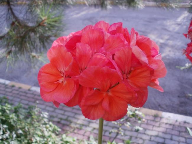 Name:  P1010001a.jpg
Views: 361
Size:  40.0 KB