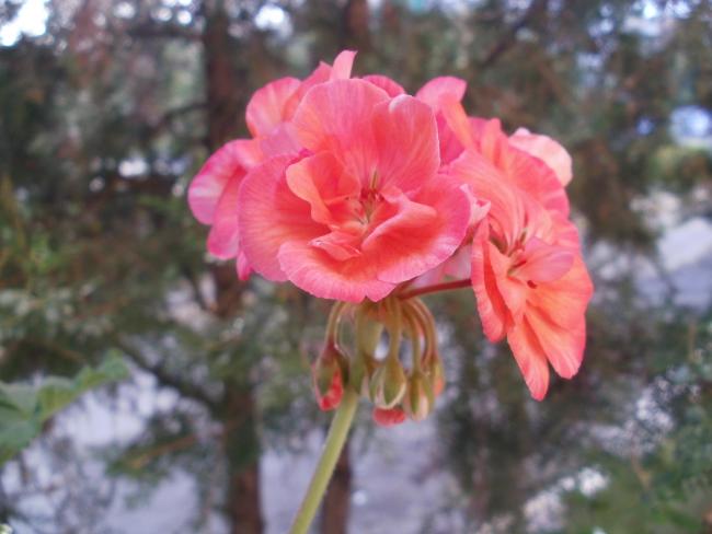 Name:  P1010003a.jpg
Views: 381
Size:  36.1 KB