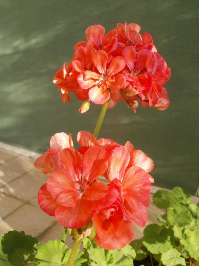 Name:  P1010005a.jpg
Views: 348
Size:  58.7 KB