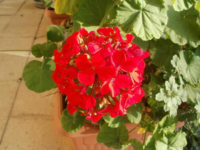 Name:  P1010007a.jpg
Views: 370
Size:  49.3 KB