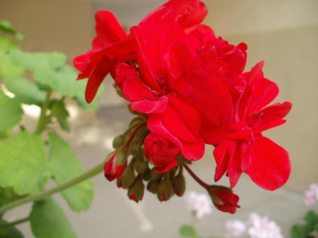 Name:  P1010015a.jpg
Views: 385
Size:  27.0 KB