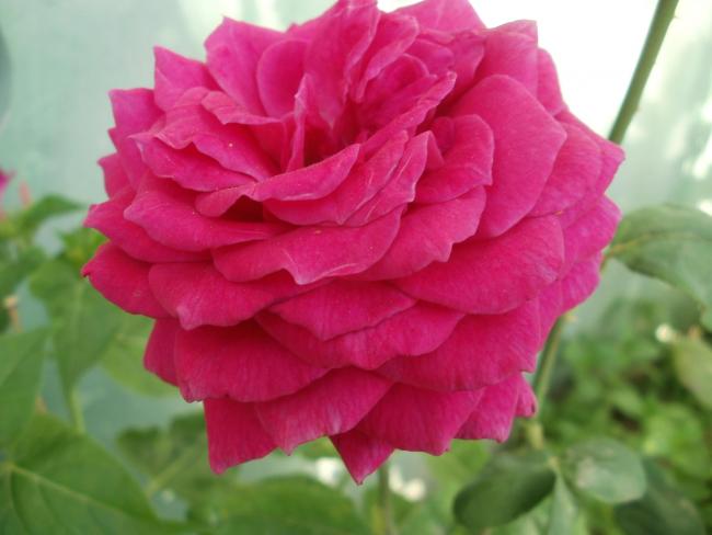 Name:  P1010011a.jpg
Views: 821
Size:  32.4 KB